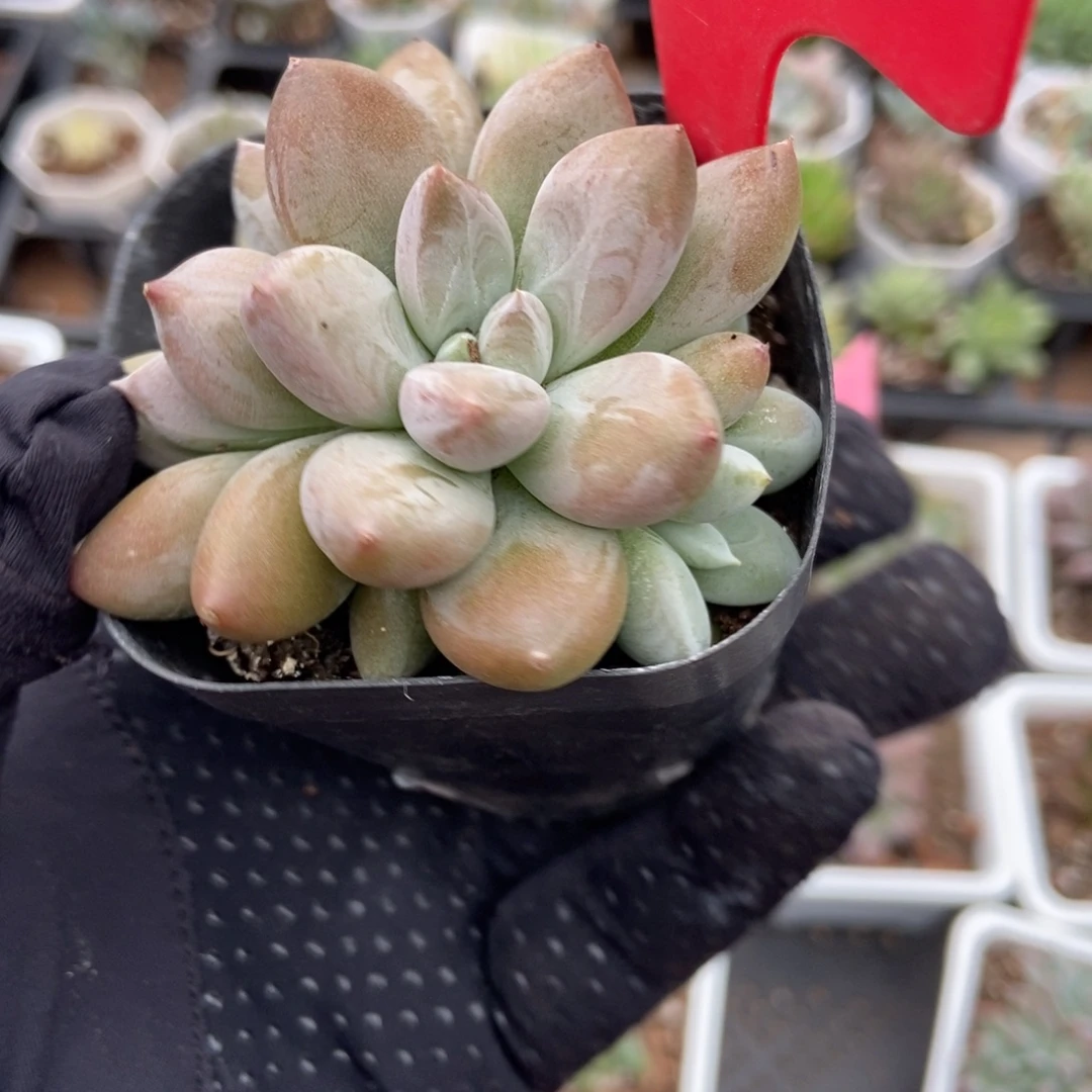 3070哥特多肉植物保护