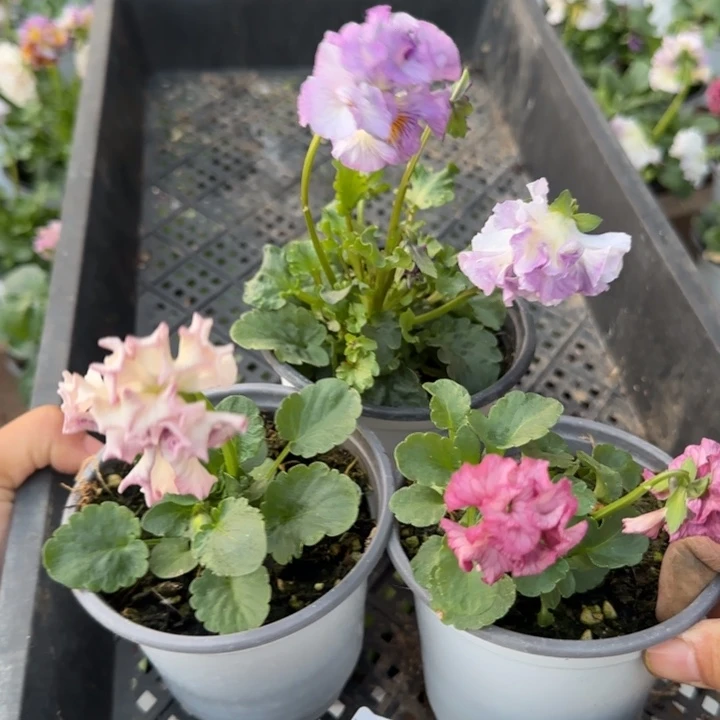 无花朵L313三棵角堇小苗一物一拍苗晃