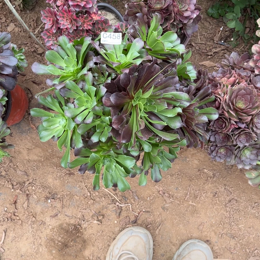 水***浴458三颗组合多肉法师