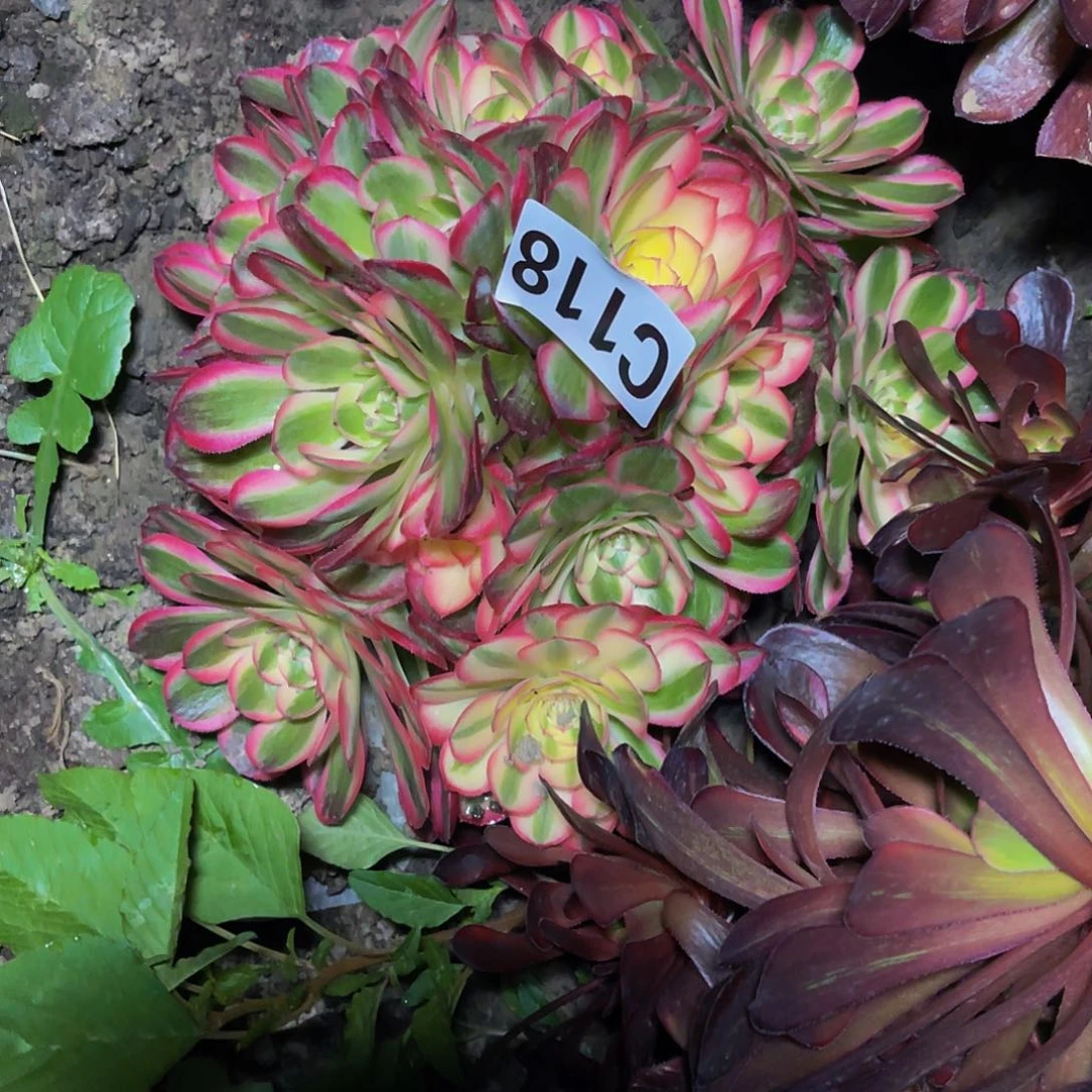 荔枝法师28//-21包邮