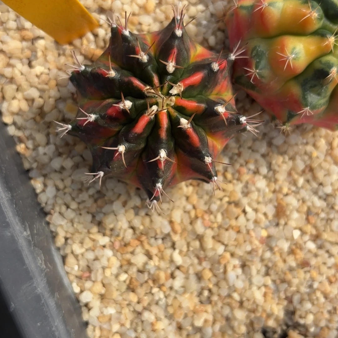 187-1218泰国发货多肉