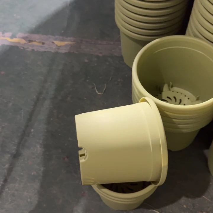 四季4号果绿无托10个