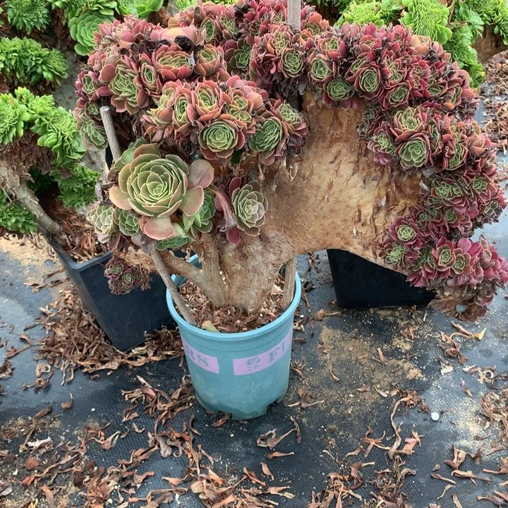 微瑕荷兰圆叶朵朵脱土发货啊