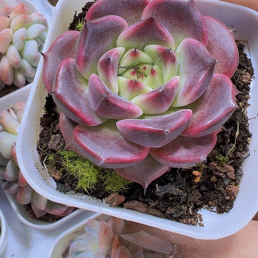 紫神笛19包邮多肉植物