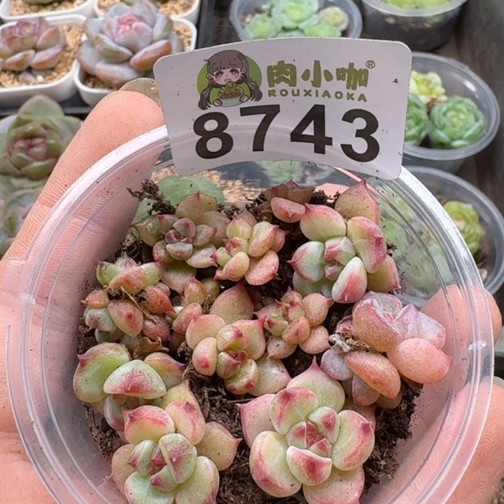 当前无花朵，栽培后可花朵多肉植物多肉植物