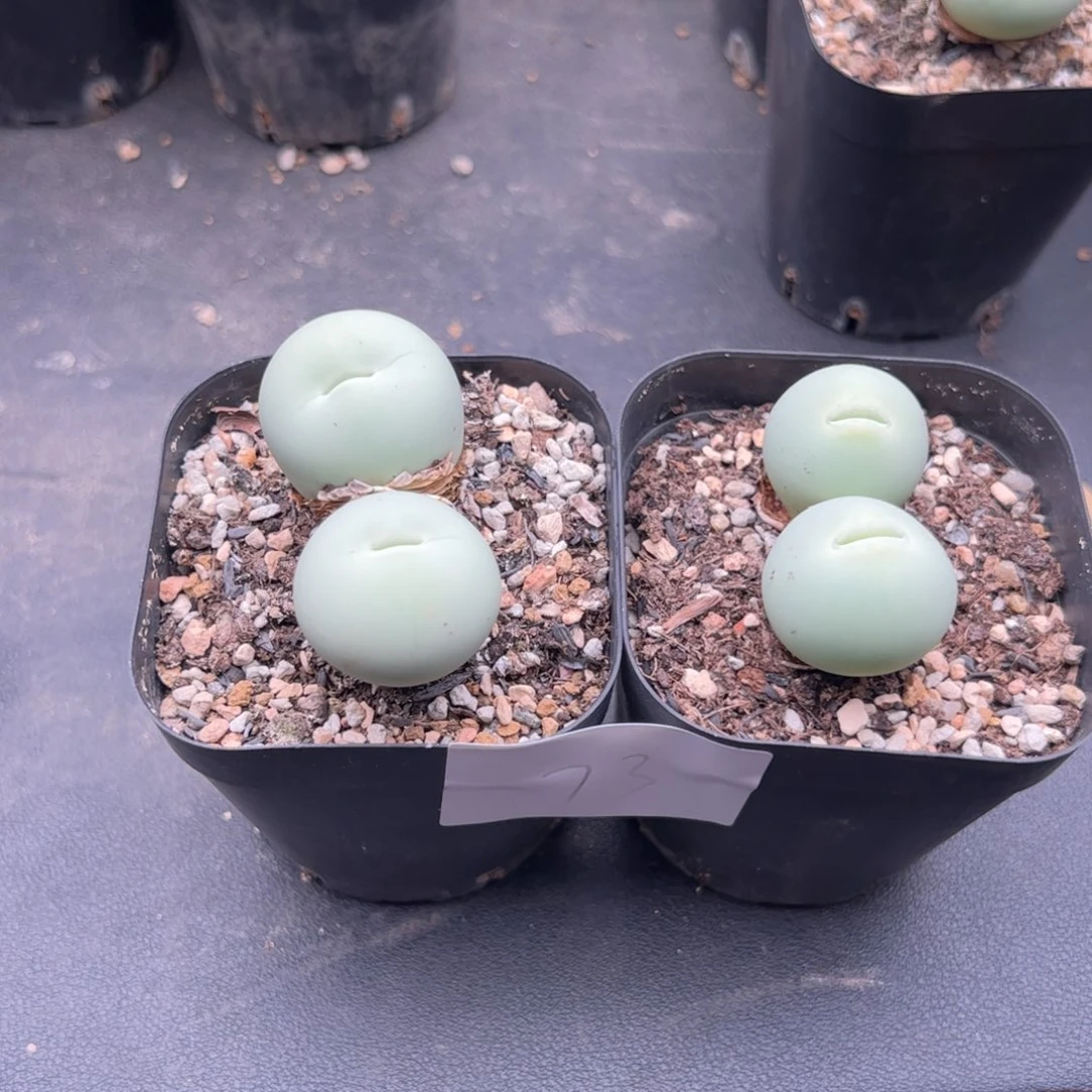 肥****8.3鸽子蛋多肉植物73