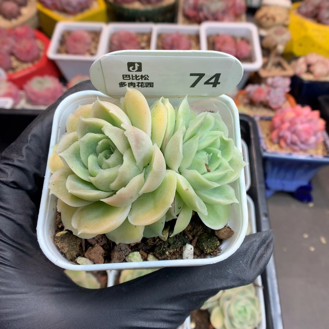 依****豆74 水晶虾饺多肉