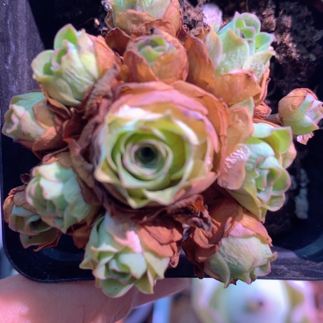 山地玫瑰新粉福利一物一拍560湘妃