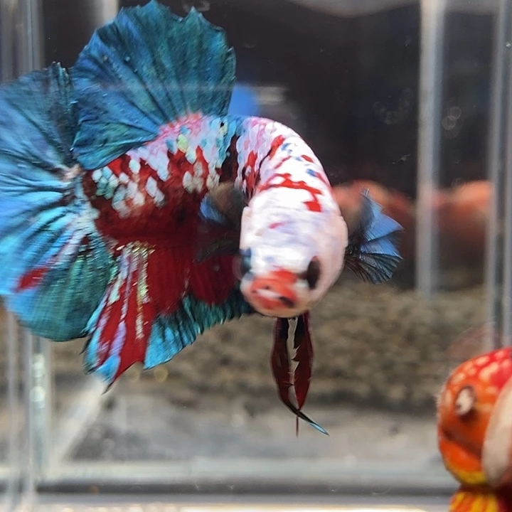 斗鱼黑253号巨斗将军