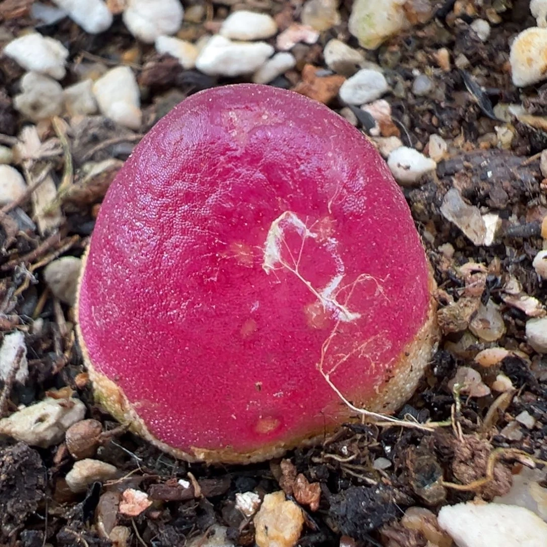 6.20好看的多肉脱土发货221