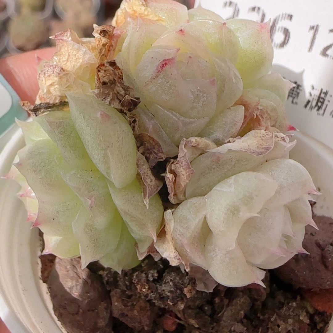 大***）花语多肉1227-在26散