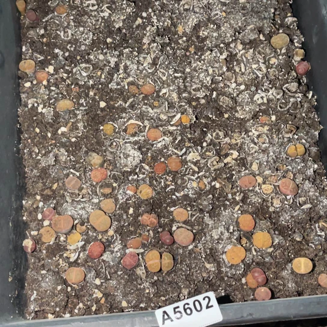 熏***45602福利款式1不售后