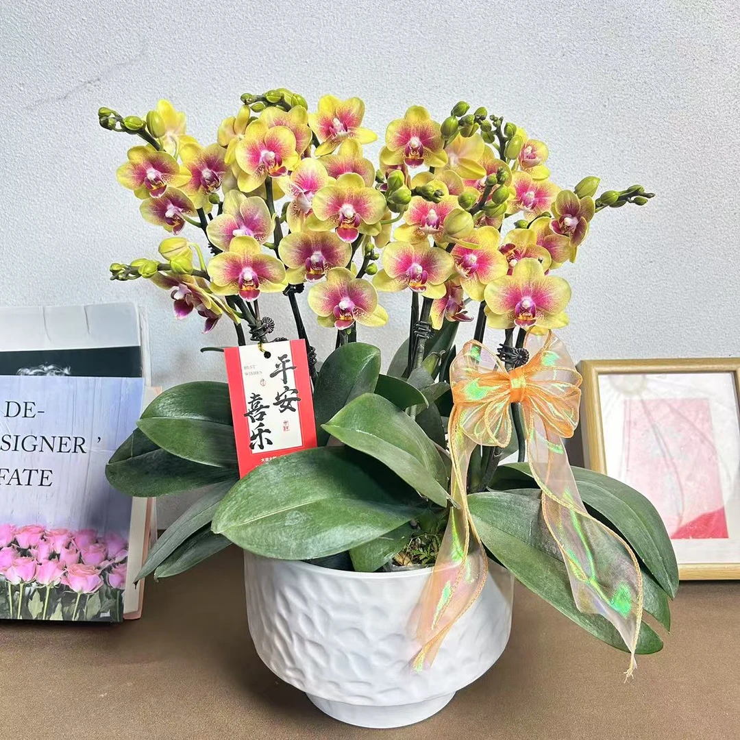 《黄金蝶》精选蝴蝶兰 带花苞 优质养护耐寒冬季生长基地容易成活率