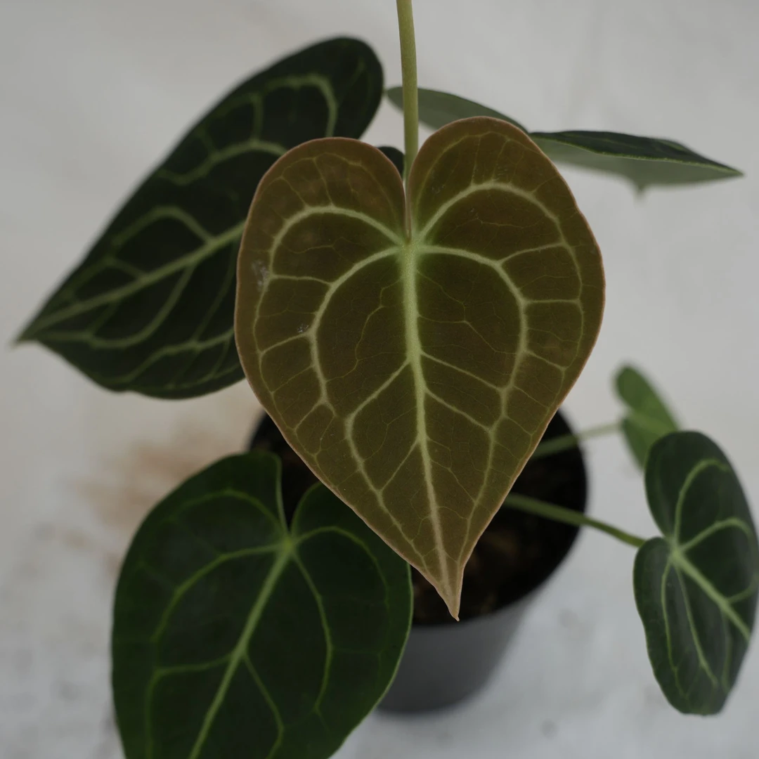 【克莱恩花烛】天南星科热带植物室内盆栽绿植