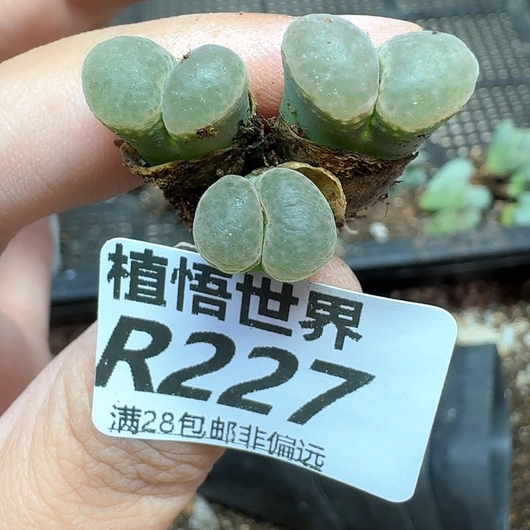 多肉植物的日子去v