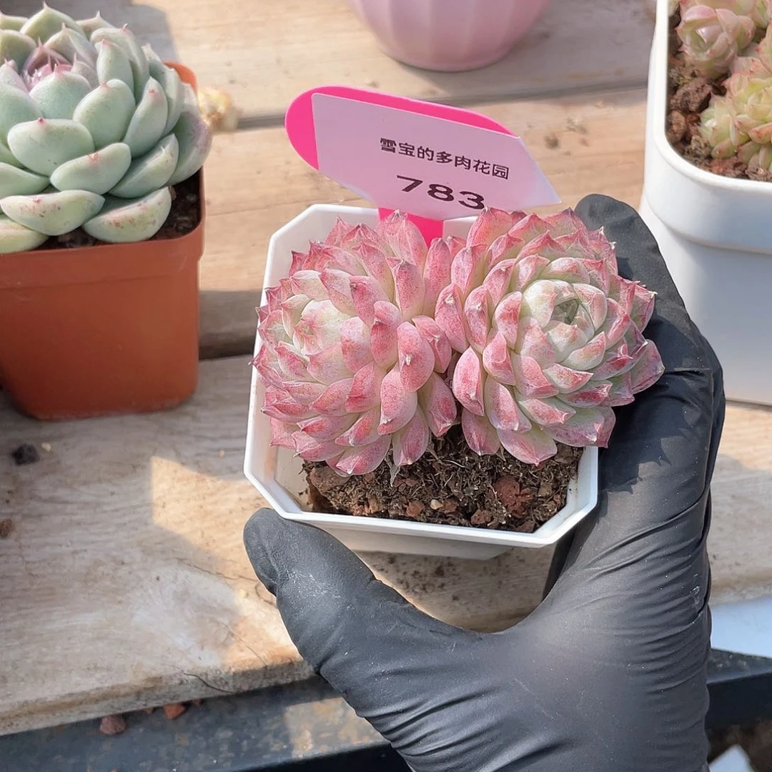 L****呀优选女王福利783