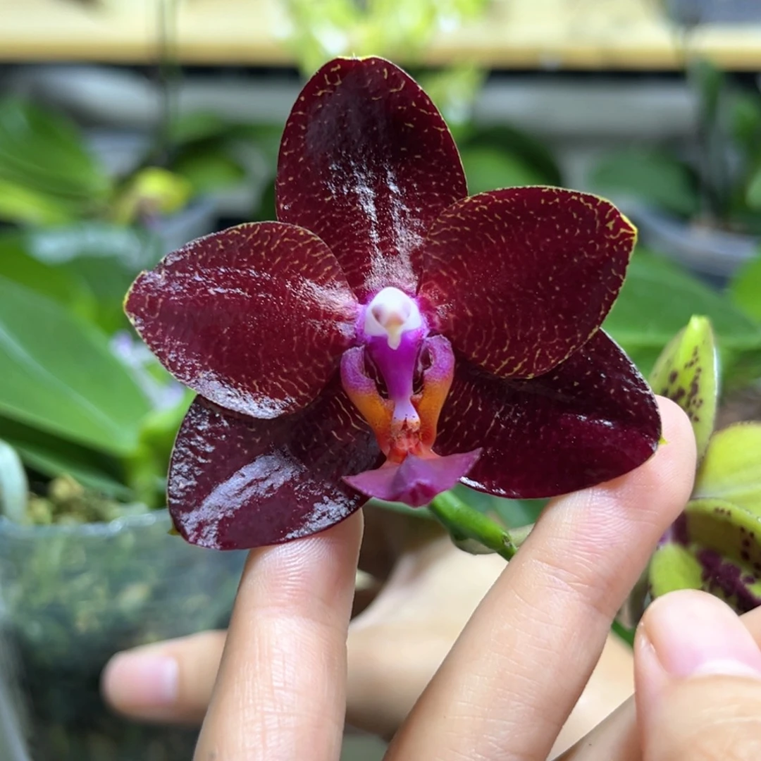 完全开放2.8寸弥陀太阳王开花株