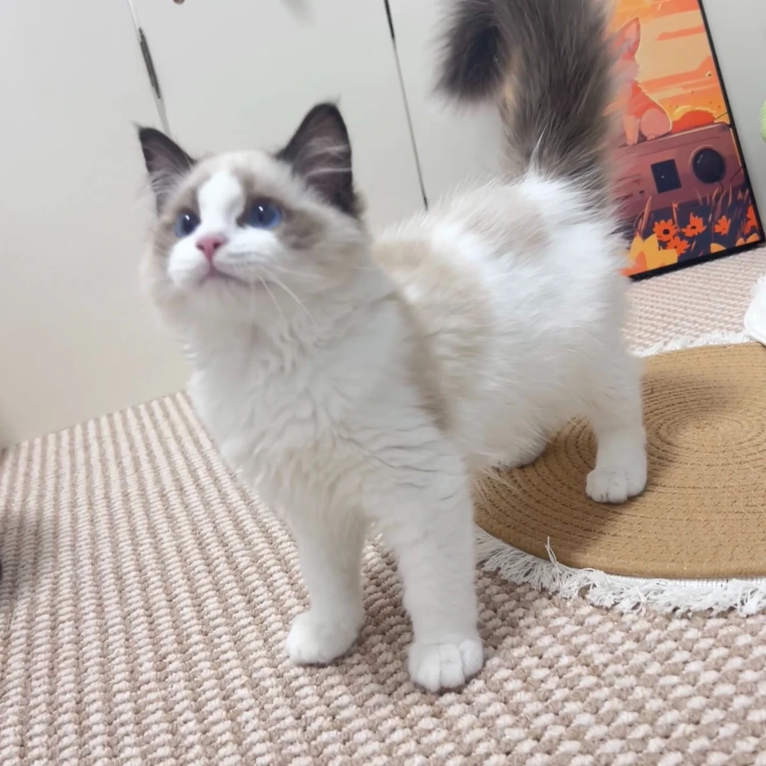可爱粘人布偶猫弟弟A1