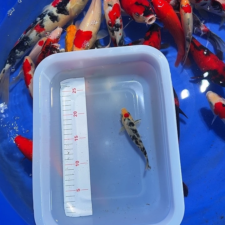 海水锦鲤的尾巴是什么