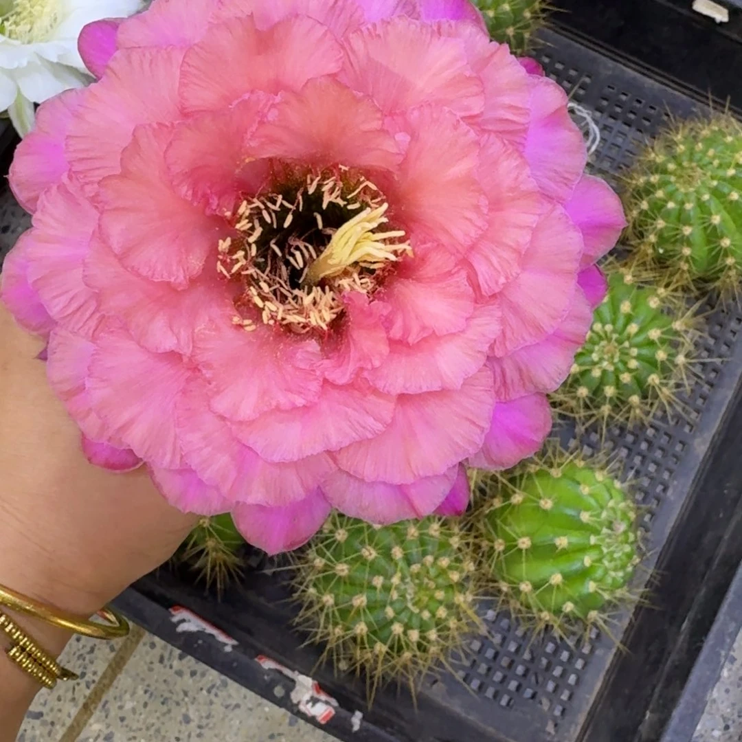 300毛粉橙歪无根侧牙5公分左右，20包邮