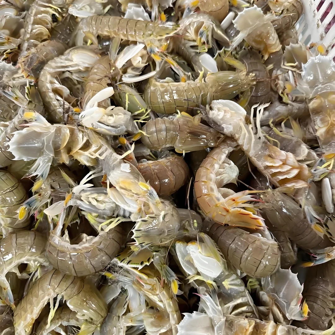 刚睡觉的皮皮虾，缺氧