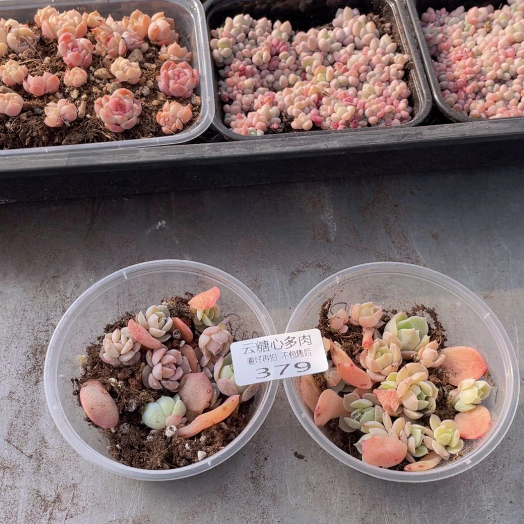 云糖心多肉植物379