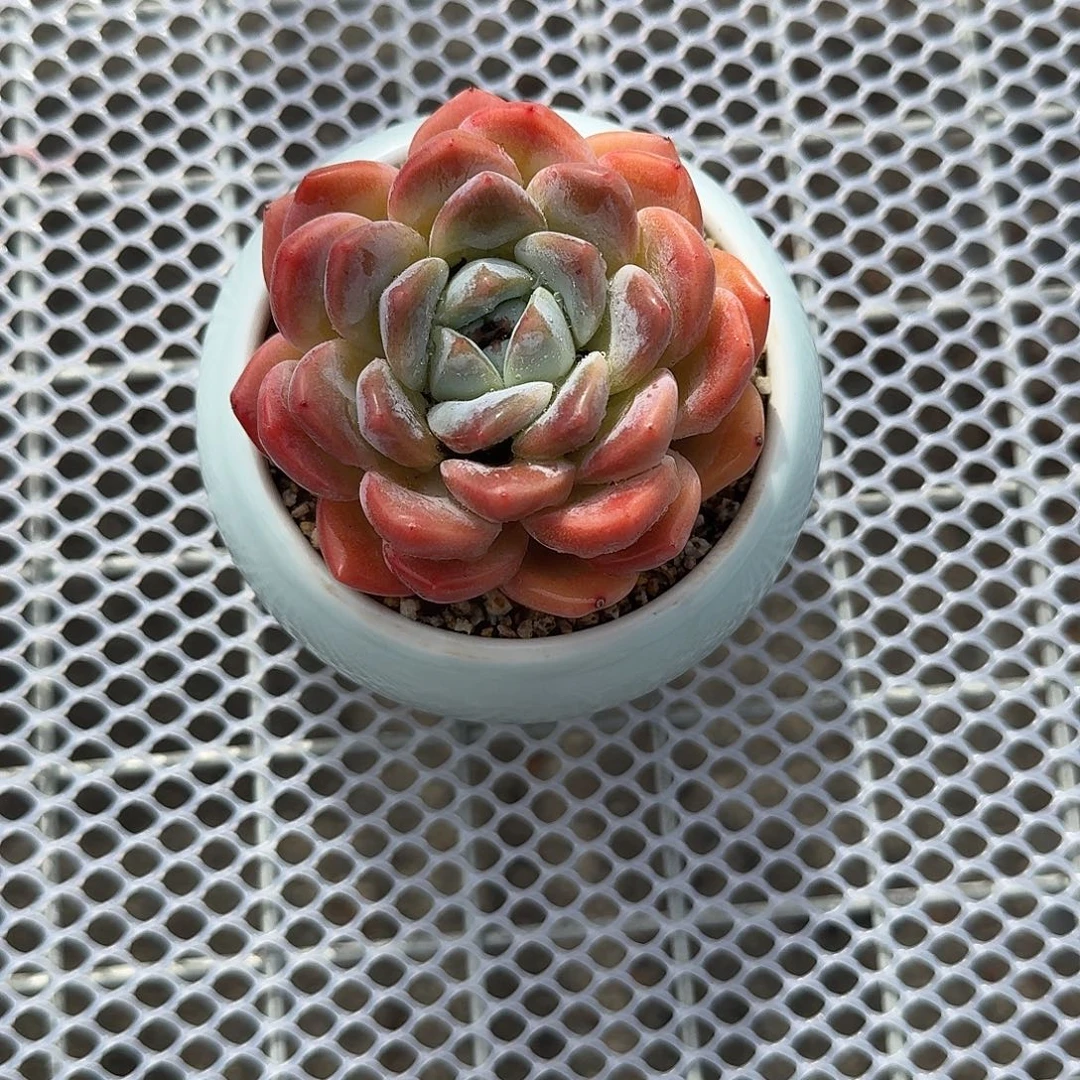 M***&厚梦带盆多肉植物精品