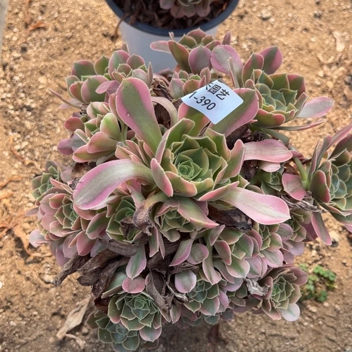 香妃多肉植物量390