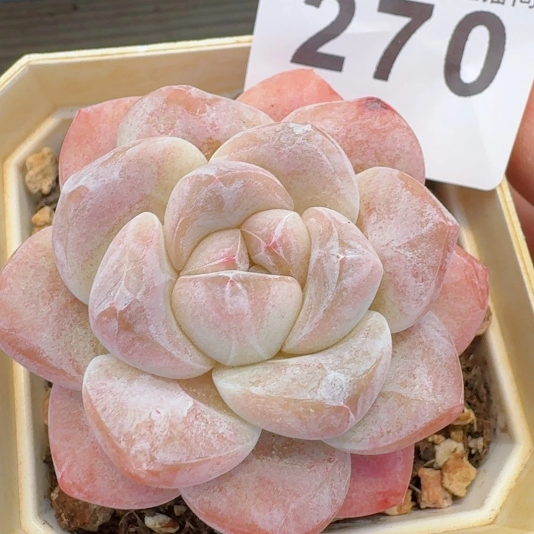 冰玉         精品多肉