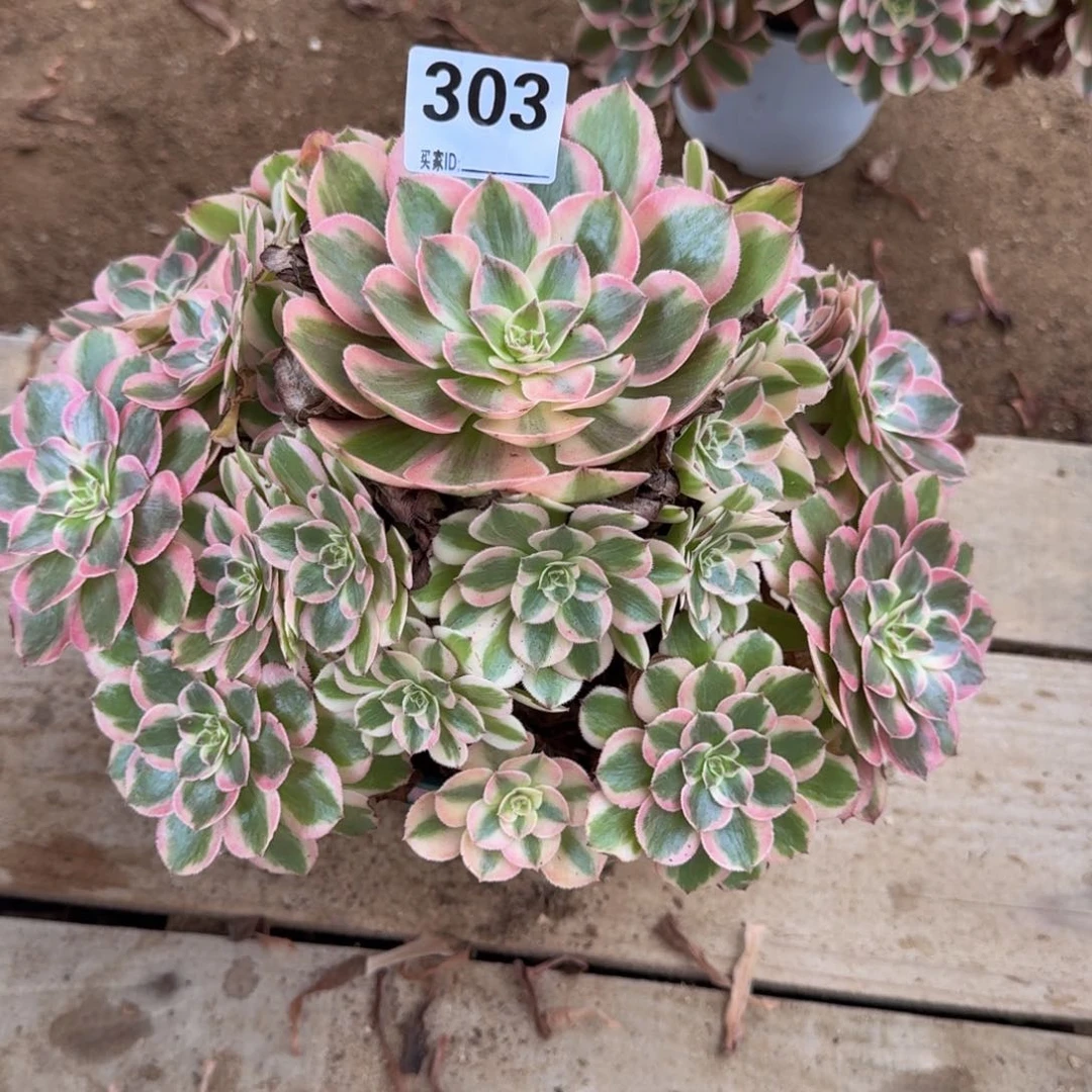 303云荷多肉植物