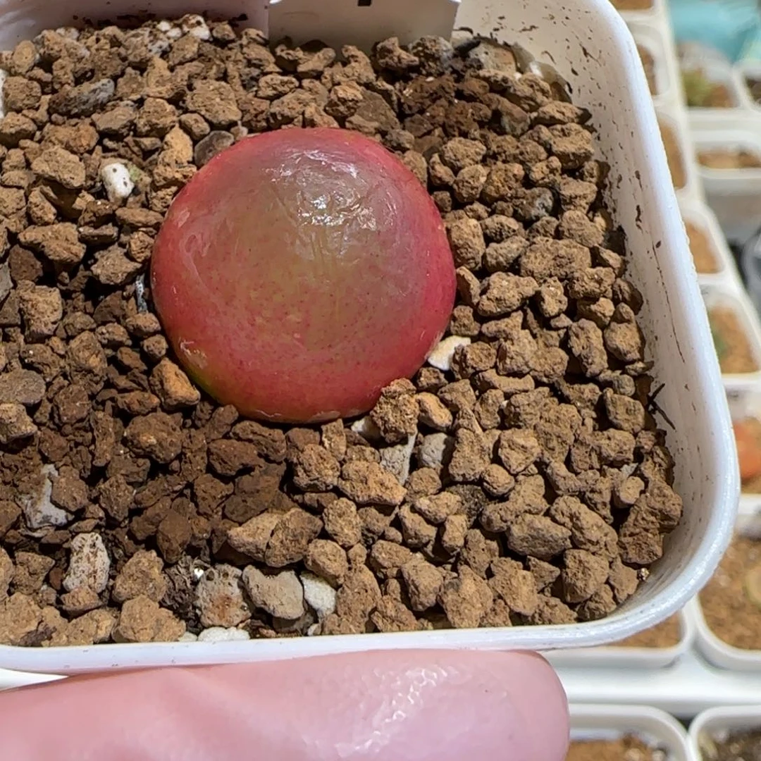 黑***风肉锥多肉植物百科-灯泡673