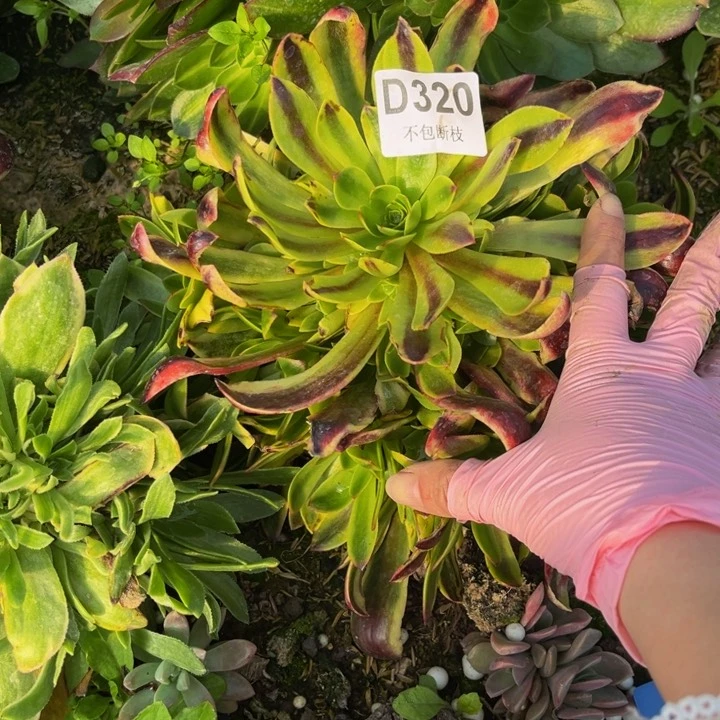 320欧嘉莉多肉法师不包断枝