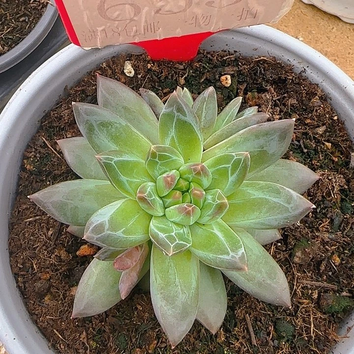 美人优选655多肉植物