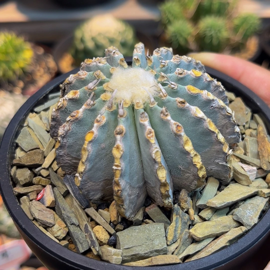 薄叶Zzzzzzzzzzzzzzz