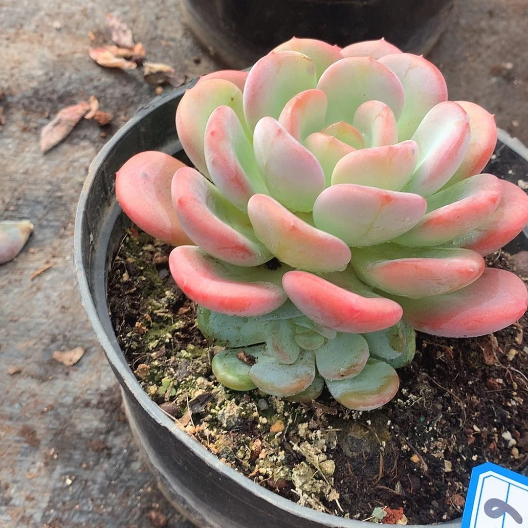 67香橙一物一拍多肉