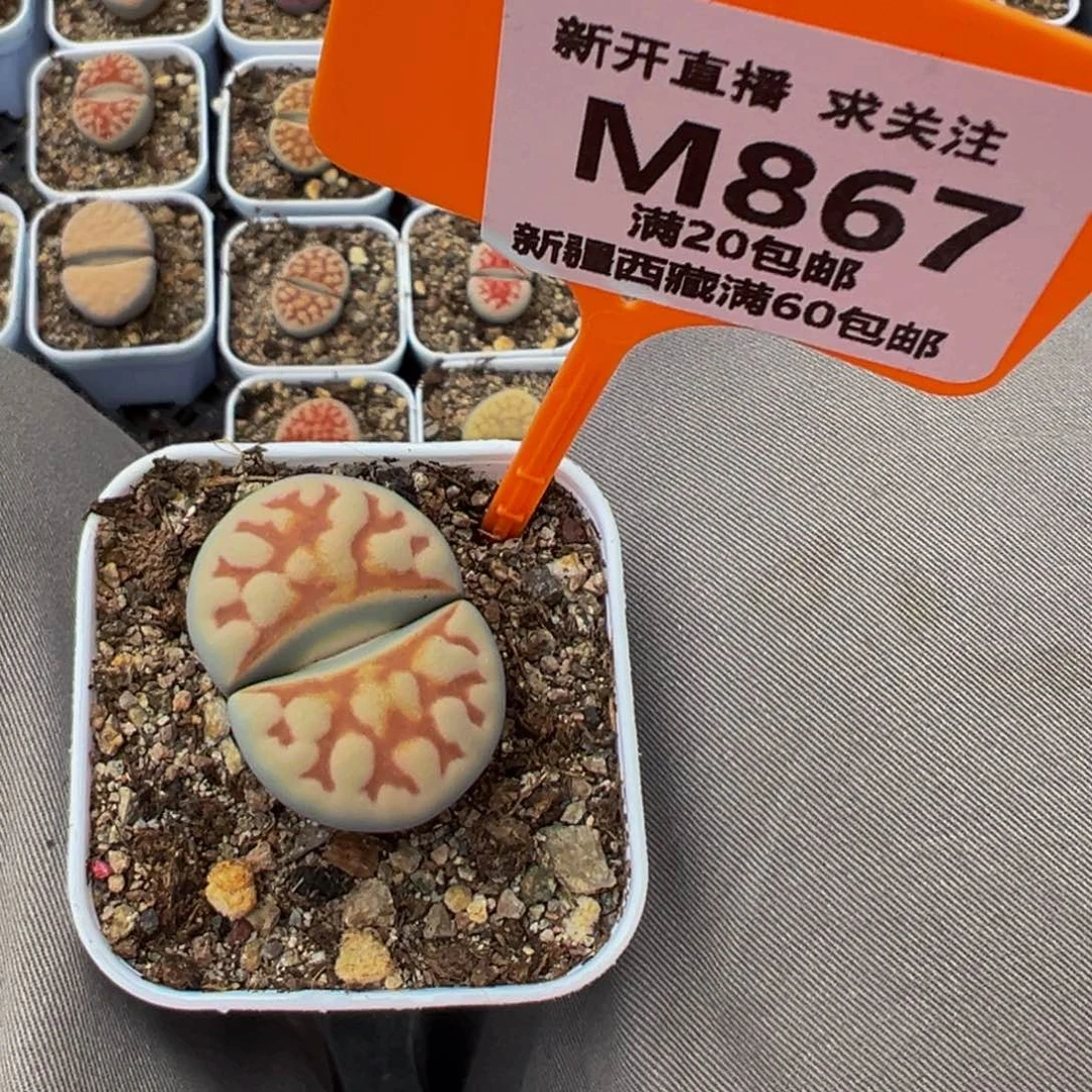 867 一物一拍，默认有伤，介意勿拍，不退不换