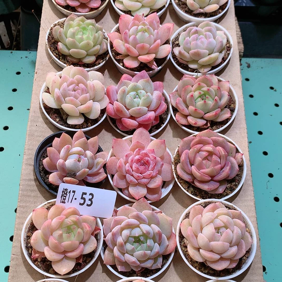 17-53一物一拍带盆18颗