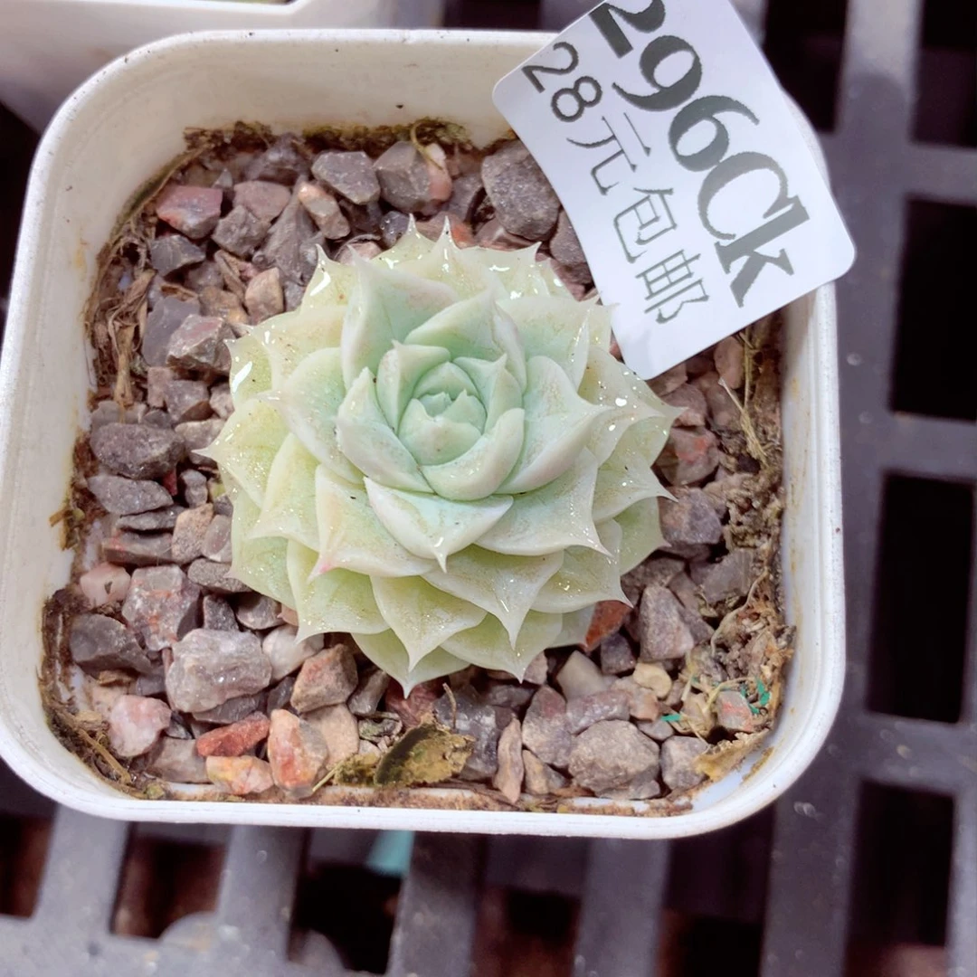 5厘米盆精控多肉296