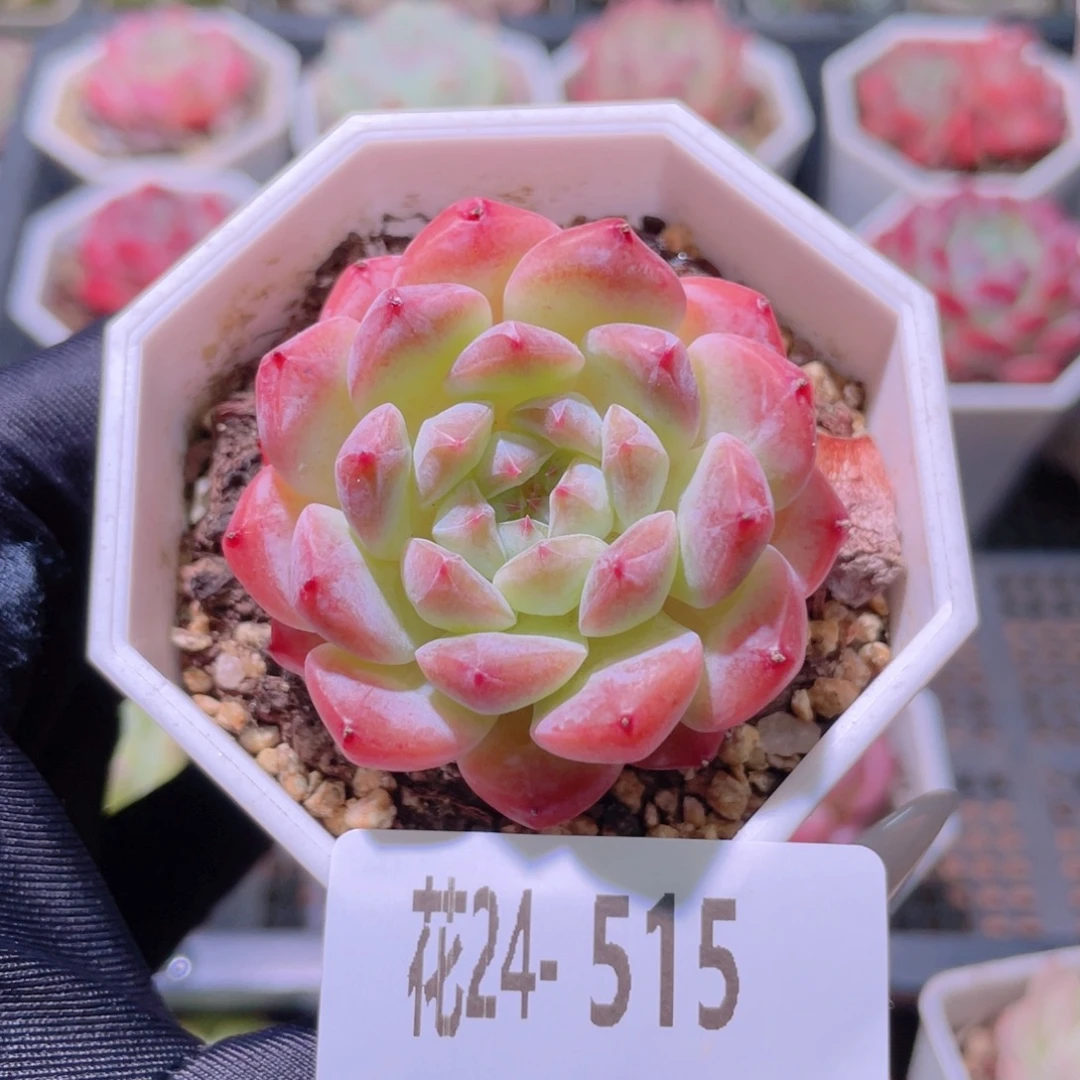 花利美24-515精选糖心