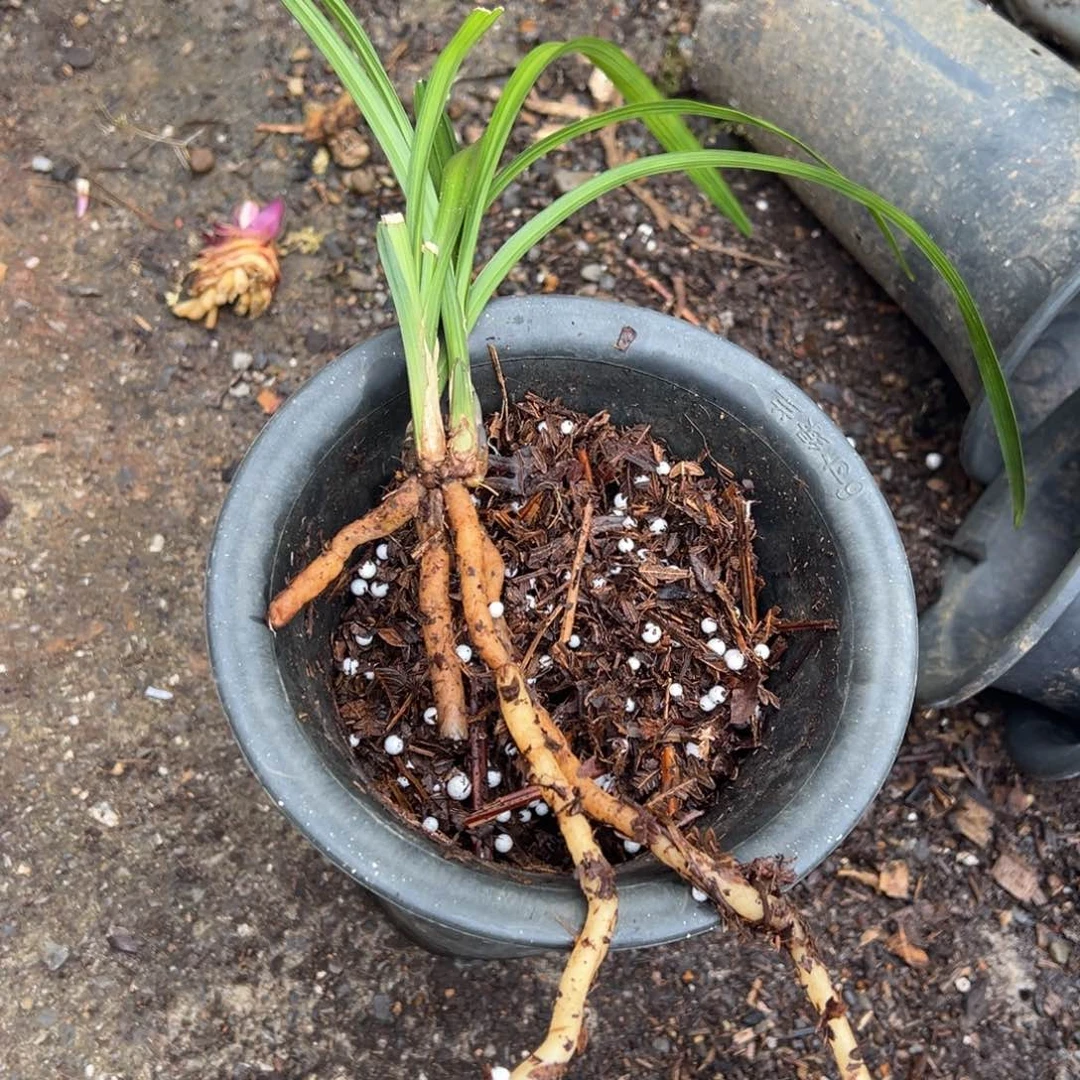 心***去完全开放莲瓣兰名品