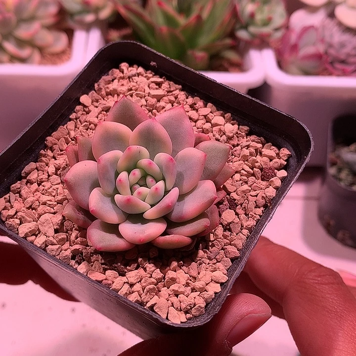 凌雪锦锦锦锦锦锦锦锦