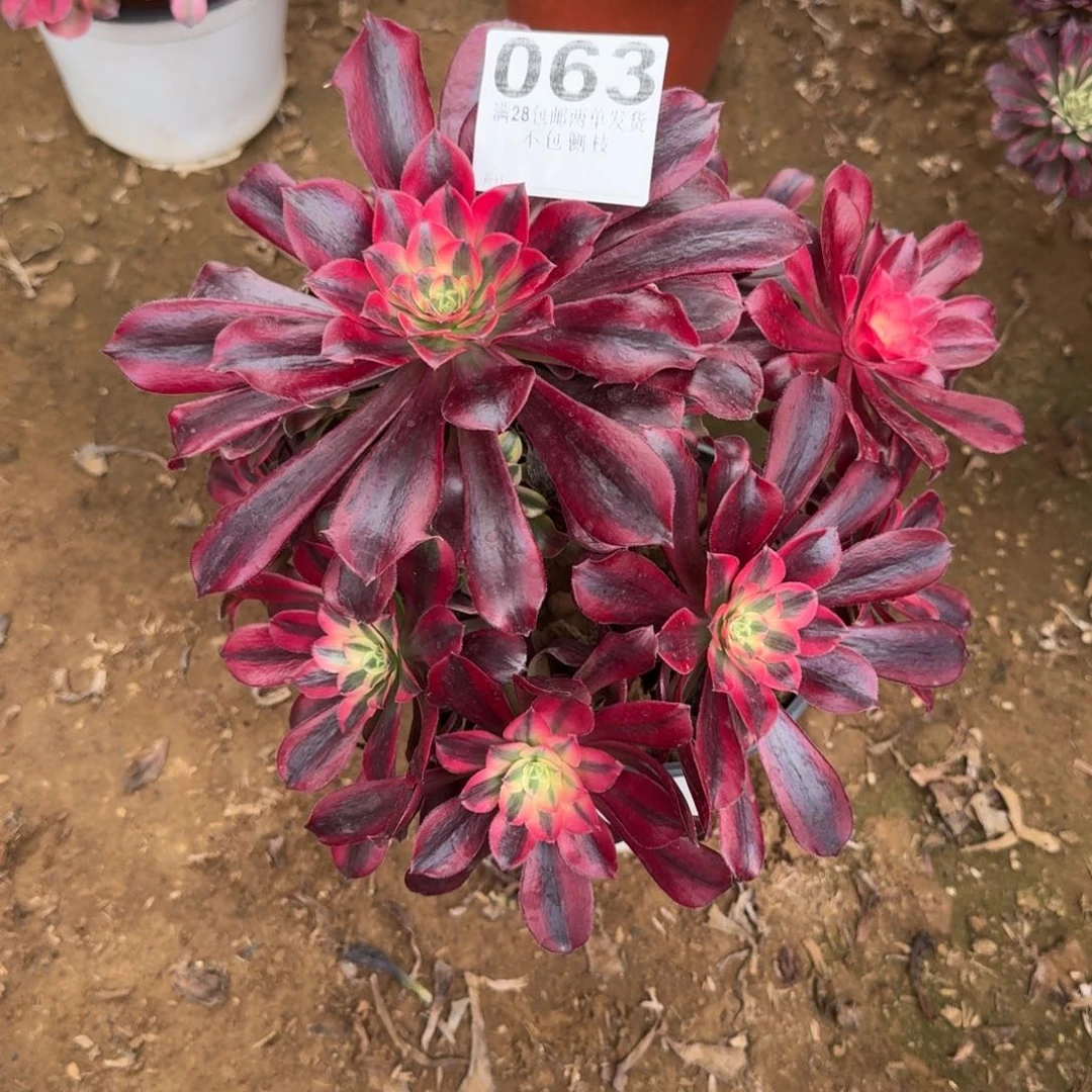 泗***院63号美杜莎清棚不包损