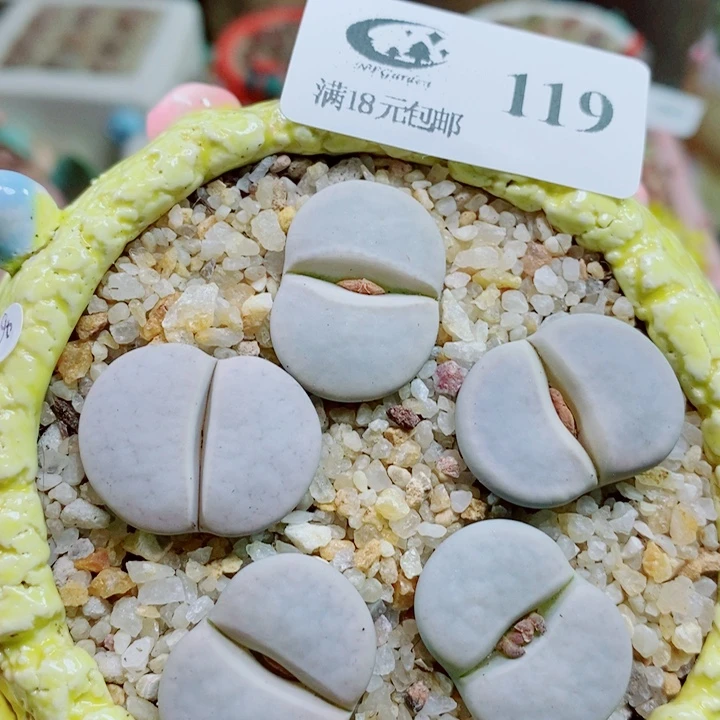 生石花花花花开了119