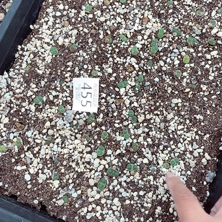地区合作研究和对外政策455