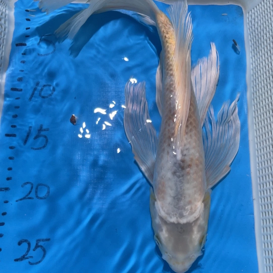 锦鲤锦鲤包邮包售后