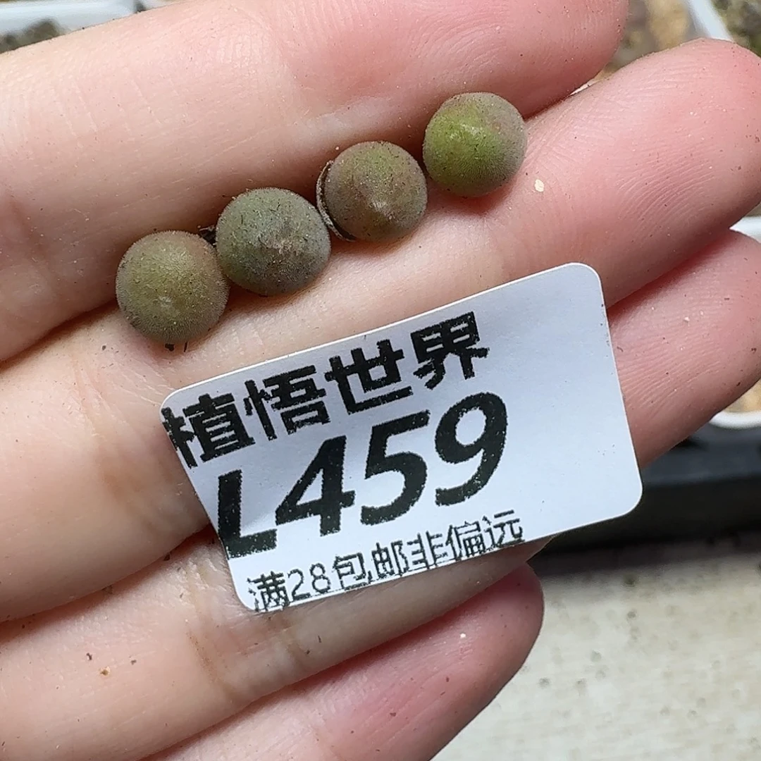 多肉植物的啊fghnm