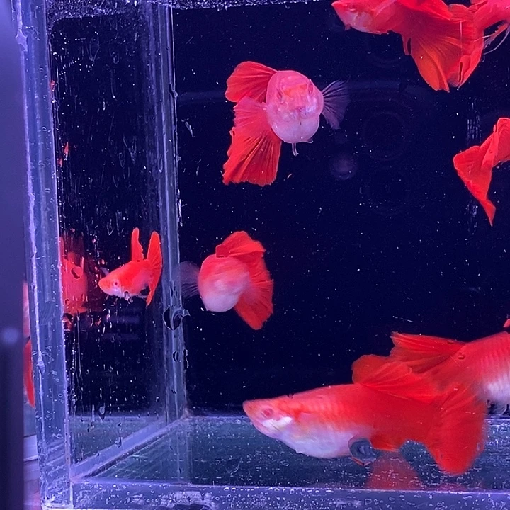孔雀鱼紫麟大背血红4对