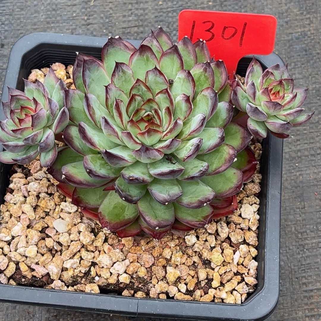 忙***花1301号上午多肉植物群生多肉