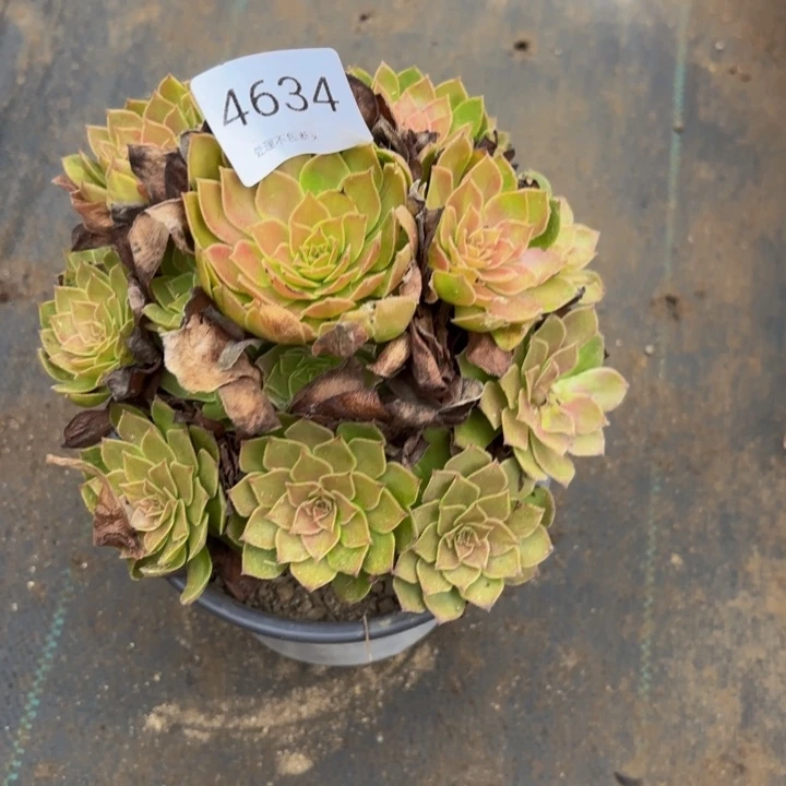 红魔多肉处理不包断头4634