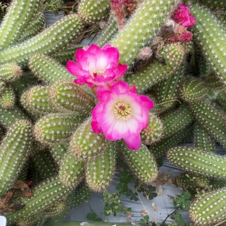 白檀仙人掌1124侧芽一个